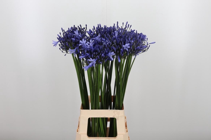 <h4>Agapanthus Dr.brouwer</h4>