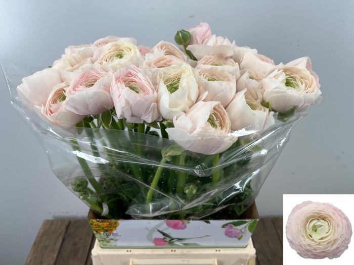 <h4>RAN SU HANOI</h4>