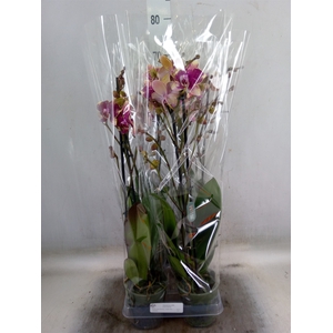 Phalaenopsis  'Ant Rombley'
