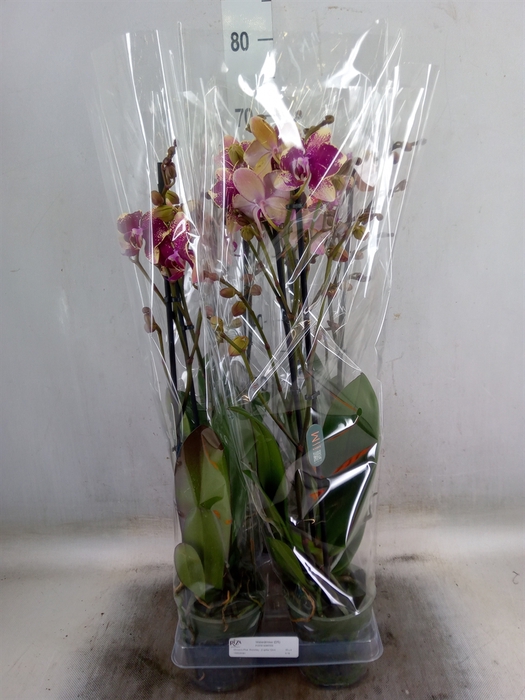 <h4>Phalaenopsis  'Ant Rombley'</h4>