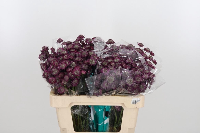 <h4>Astr Star Of Desire</h4>