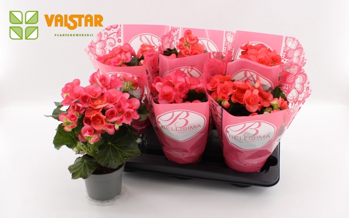 <h4>Begonia Elat. Netja</h4>