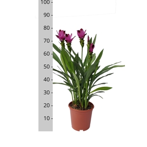 Curcuma alism. 'Siam Splash'