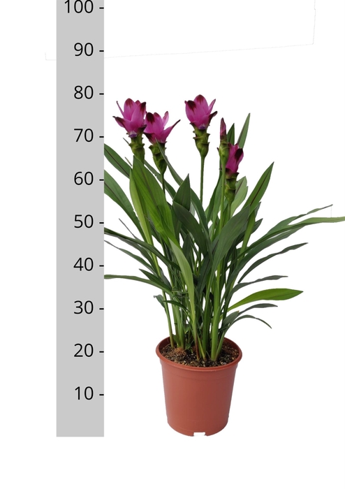 <h4>Curcuma alism. 'Siam Splash'</h4>