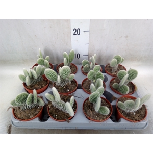 Opuntia microdasys 'Albispina'