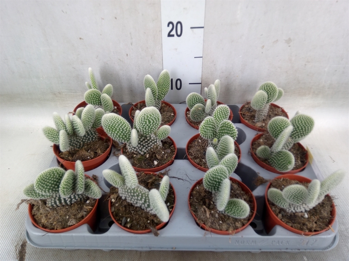 <h4>Opuntia microdasys 'Albispina'</h4>