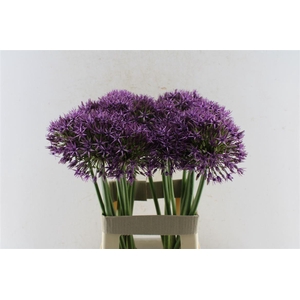 Allium Atlas