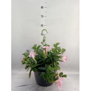 Mandevilla am. 'Sundav'  ...mix