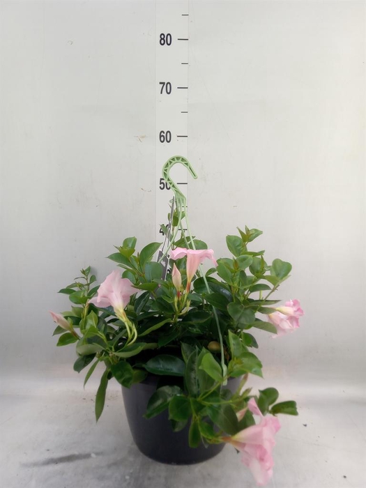 <h4>Mandevilla am. 'Sundav'  ...mix</h4>