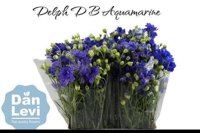 <h4>DELPH D BIJOU AQUAM</h4>