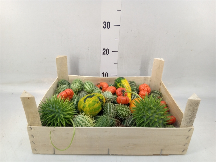 <h4>Cucurbita</h4>
