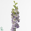 Delphinium consolida Blue