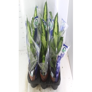 DIEFFENBACHIA VARIADO P17
