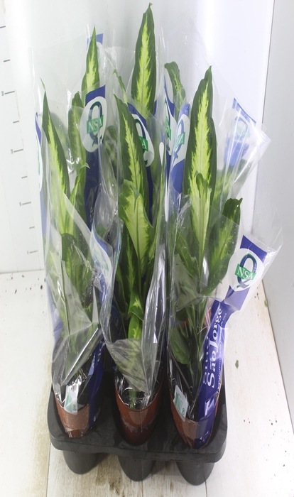 <h4>DIEFFENBACHIA VARIADO P17</h4>