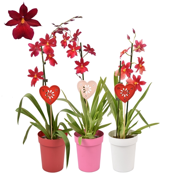 <h4>Moederdag Cambria 'Nelly Isler' Red Velvet 1 tak met wit, rood en roze pot</h4>