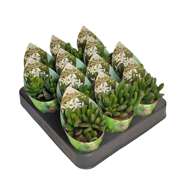 <h4>CRASSULA PORTULACEA IBRIDA - POT Ø 6,5 WITH POTCOVER (SUCCULENTEN)</h4>