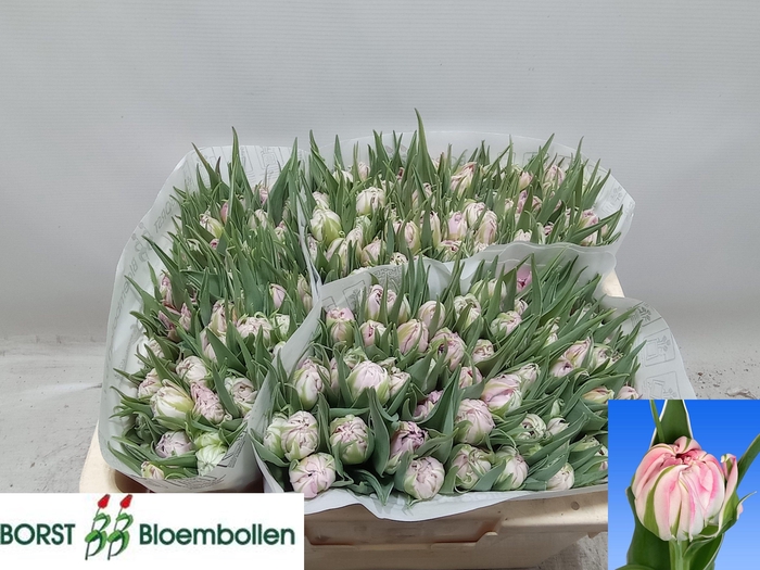 <h4>TU DU DOTCOM</h4>