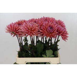 Dahlia Madeleine