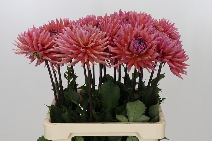 <h4>Dahlia Madeleine</h4>
