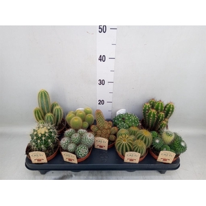 Cactus   ...mix