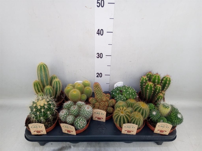 <h4>Cactus   ...mix</h4>
