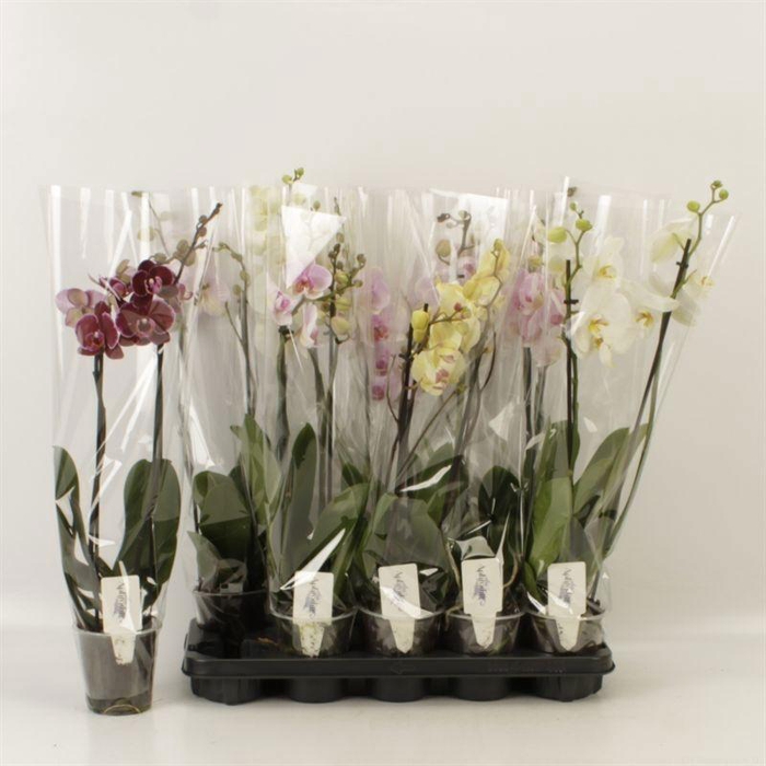 <h4>PHAL GEM 5 KL</h4>