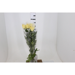 ANASTASIA DARK SUNNY 080 CM AMARELO