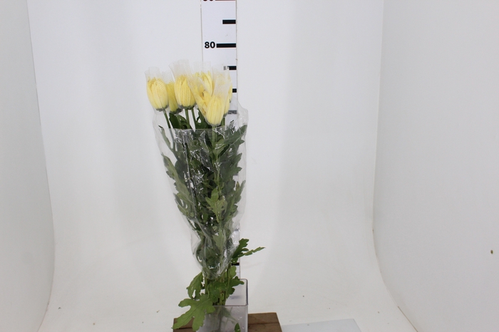 ANASTASIA DARK SUNNY 080 CM AMARELO