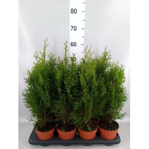 Thuja occid. 'Smaragd'