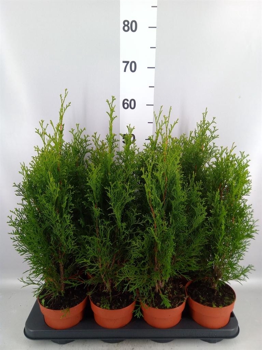 <h4>Thuja occid. 'Smaragd'</h4>