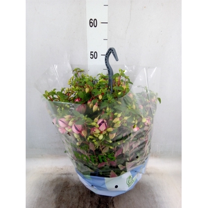 Fuchsia  'Bella Fuchsia Olivia'