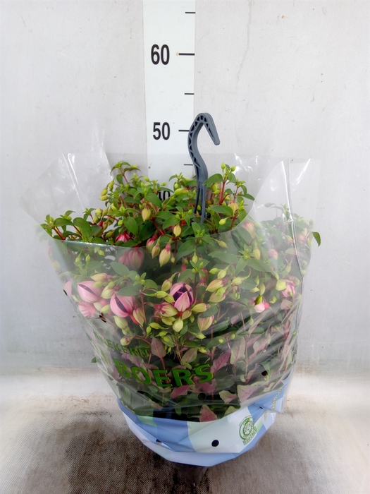 <h4>Fuchsia  'Bella Fuchsia Olivia'</h4>