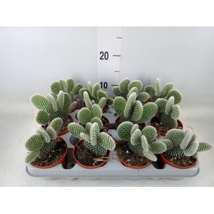 Opuntia microdasys 'Albispina'