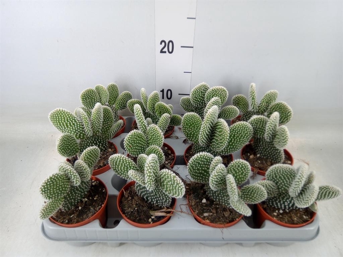 <h4>Opuntia microdasys 'Albispina'</h4>