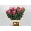 Protea Lady Di