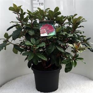 Rhodo. 'Moser's Maroon' dark red