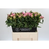 Paeonia Monsieur Jules Elie