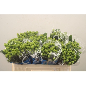 Hyp Coco Bamboo Green