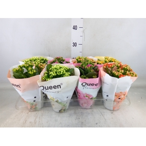 Kalanchoe blos.   ..rosebud mix GR