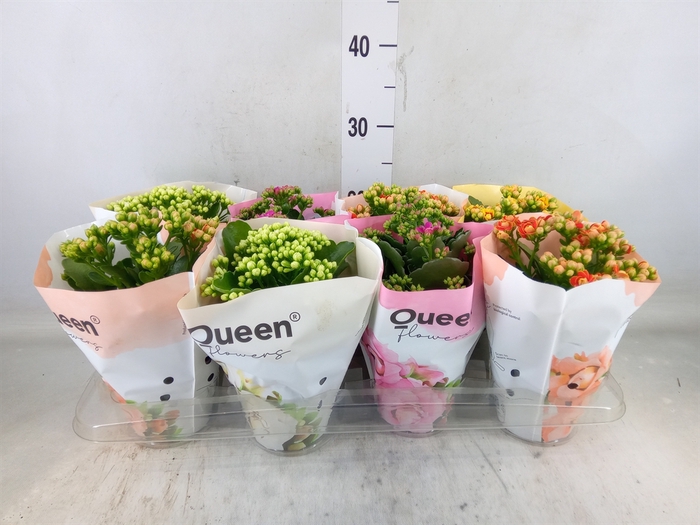 <h4>Kalanchoe blos.   ..rosebud mix GR</h4>