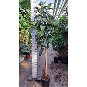 Ficus Robusta op stam 250