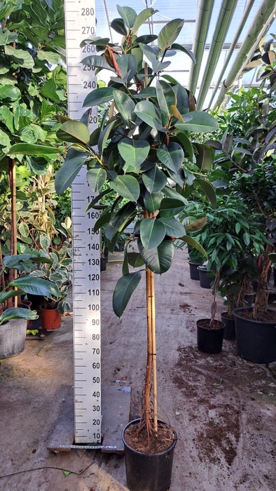 <h4>Ficus Robusta op stam 250</h4>