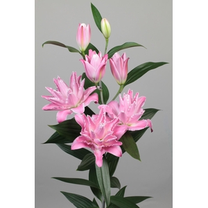 LI OR DU CONCORDE 5+