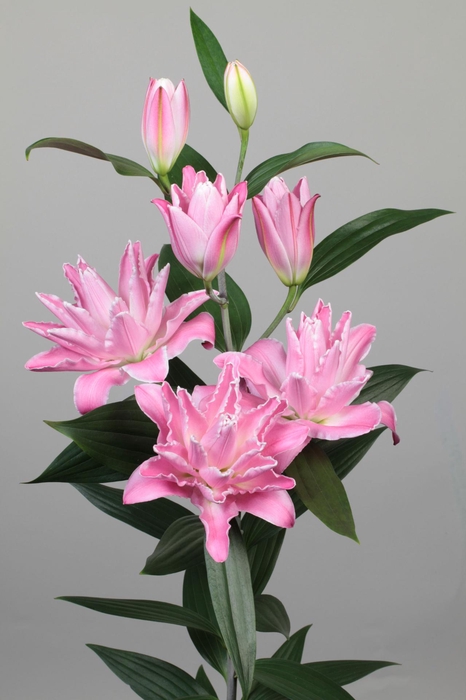 <h4>LI OR DU CONCORDE 5+</h4>