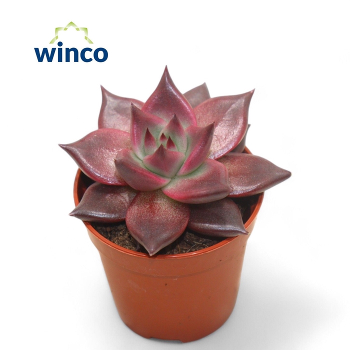 <h4>Echeveria Taurus</h4>