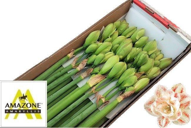 <h4>HIPP DG NYMPH</h4>