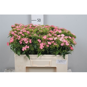 Di Barb Pink Beauty
