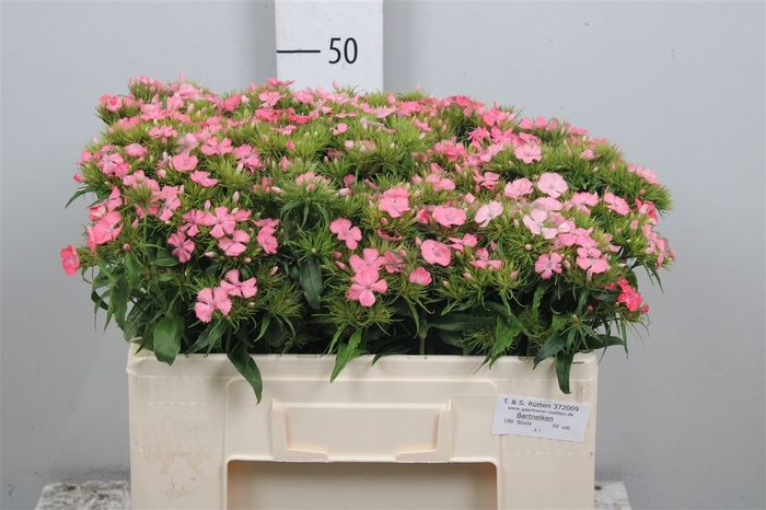 <h4>Di Barb Pink Beauty</h4>