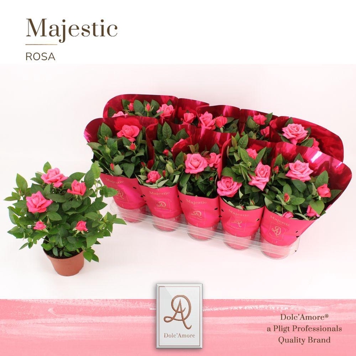 <h4>Potroos Donker Roze P12 Dolc'Amore® Majestic</h4>