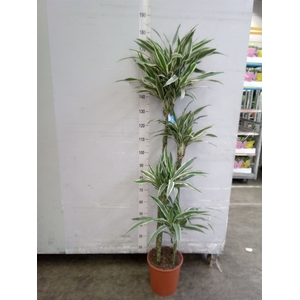 Dracaena fr de 'White Stripe'